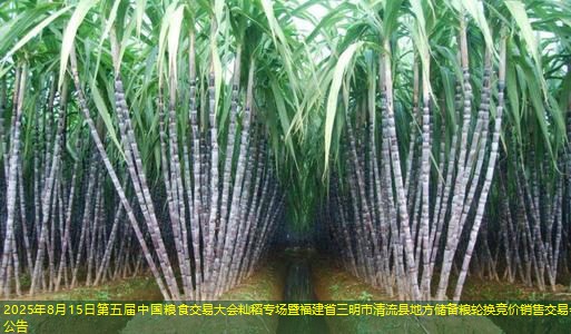 2025年8月15日第五届中国粮食交易大会籼稻专场暨福建省三明市清流县地方储备粮轮换竞价销售交易会公告