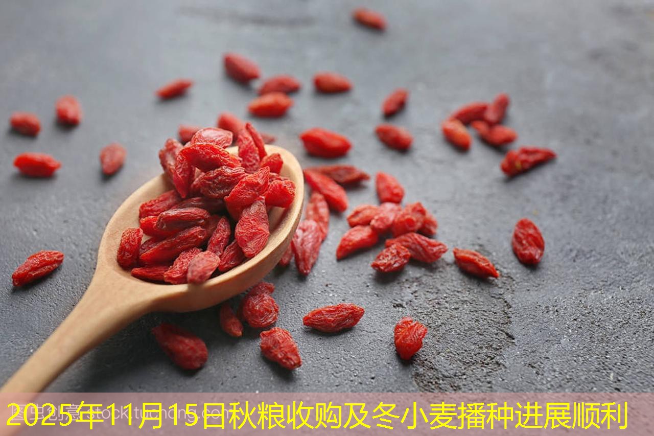 2025年11月15日秋粮收购及冬小麦播种进展顺利