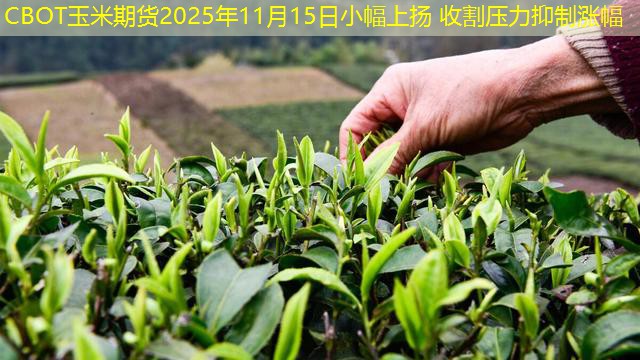 CBOT玉米期货2025年11月15日小幅上扬 收割压力抑制涨幅