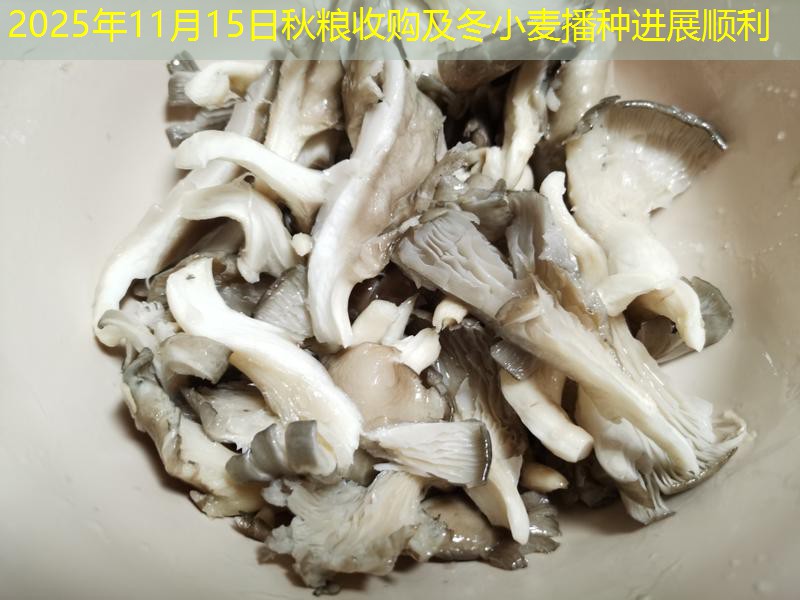 2025年11月15日秋粮收购及冬小麦播种进展顺利