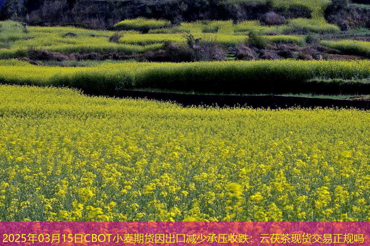 2025年03月15日CBOT小麦期货因出口减少承压收跌