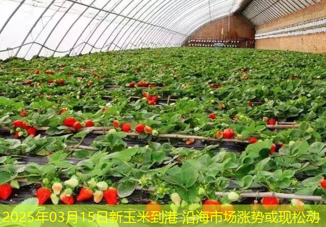 2025年03月15日新玉米到港 沿海市场涨势或现松动