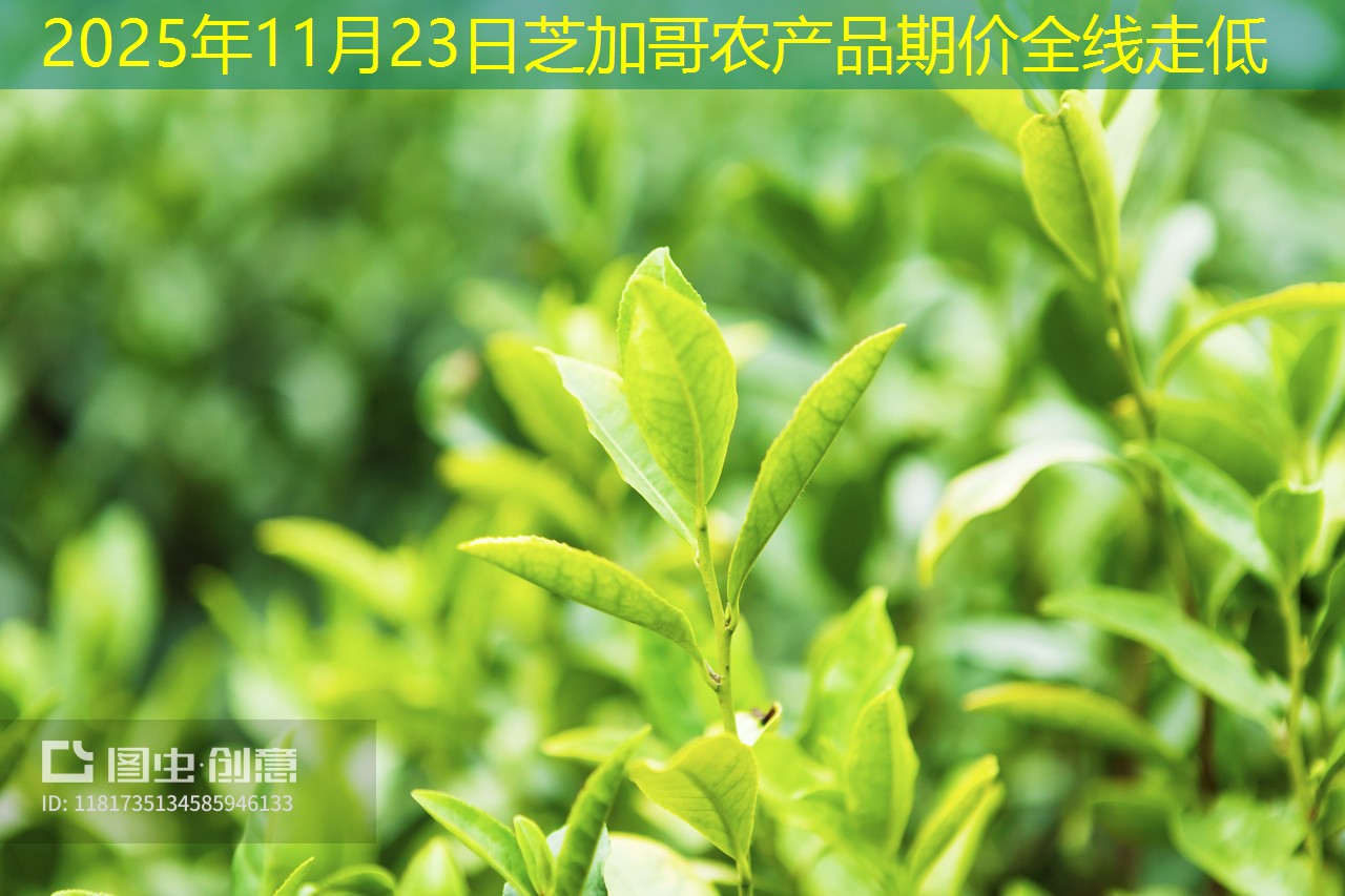 2025年11月23日芝加哥农产品期价全线走低