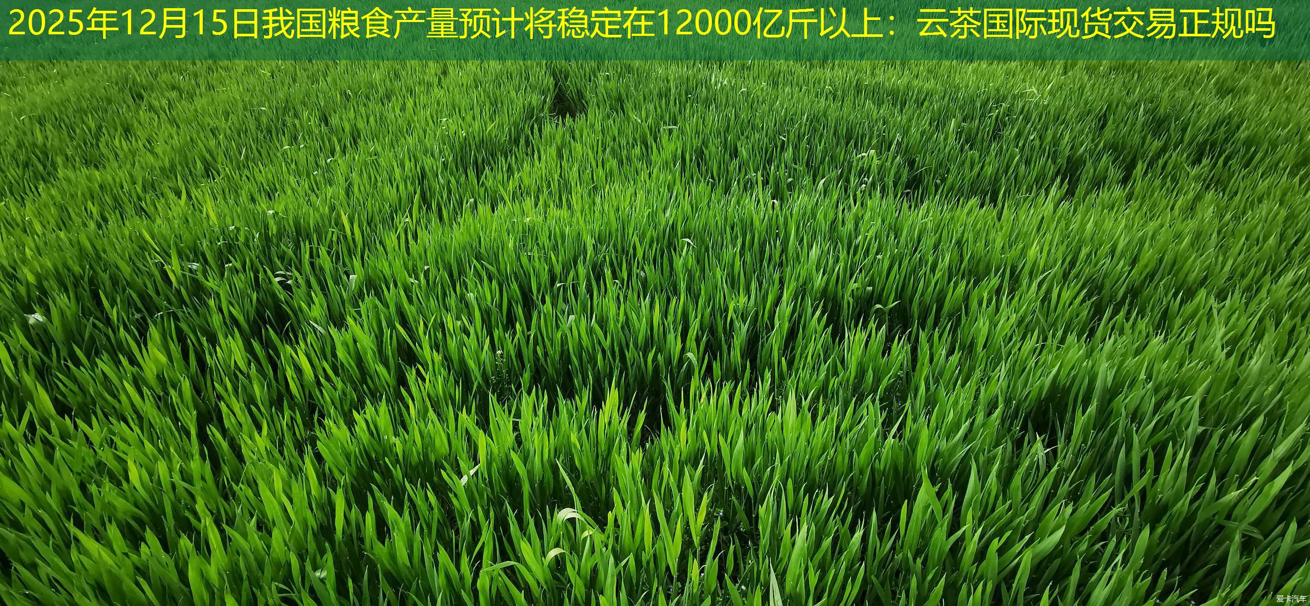 2025年12月15日我国粮食产量预计将稳定在12000亿斤以上