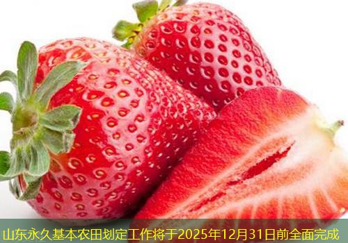 山东永久基本农田划定工作将于2025年12月31日前全面完成