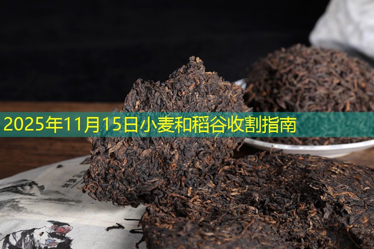 2025年11月15日小麦和稻谷收割指南