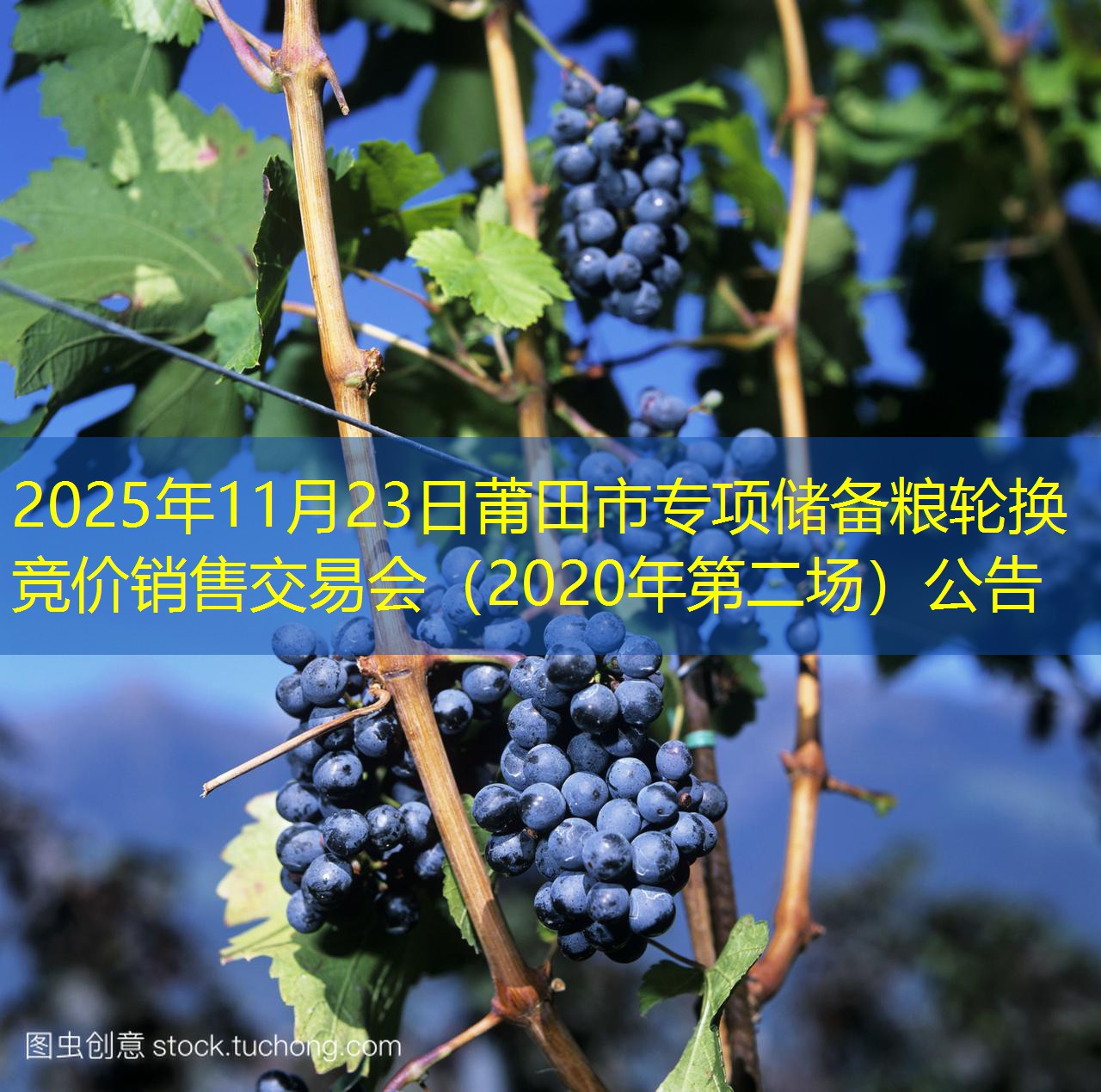 2025年11月23日莆田市专项储备粮轮换竞价销售交易会（2020年第二场）公告