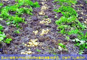 玉米价格受丰产供应及加快收割进度影响承压