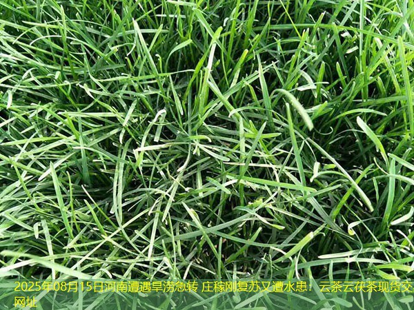 2025年08月15日河南遭遇旱涝急转 庄稼刚复苏又遭水患