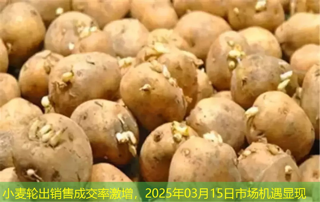 小麦轮出销售成交率激增，2025年03月15日市场机遇显现
