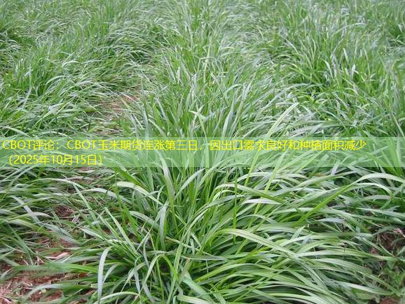 CBOT评论：CBOT玉米期货连涨第三日，因出口需求良好和种植面积减少（2025年10月15日）