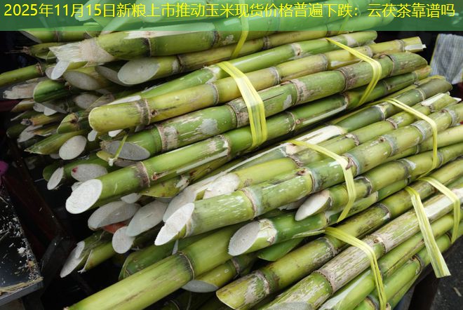 2025年11月15日新粮上市推动玉米现货价格普遍下跌