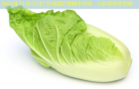 2025年11月15日广东鸡蛋价格稳中有涨