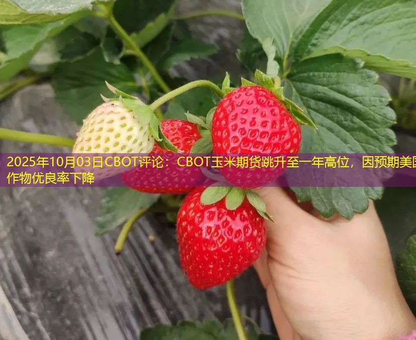 2025年10月03日CBOT评论：CBOT玉米期货跳升至一年高位，因预期美国作物优良率下降