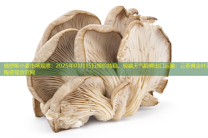 俄罗斯小麦市场观察：2025年03月15日报价持稳，极端天气阻碍出口运输