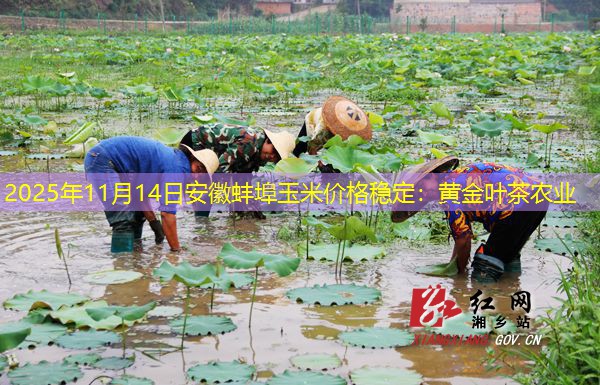 2025年11月14日安徽蚌埠玉米价格稳定