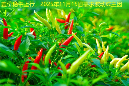 麦价稳中上行，2025年11月15日需求波动成主因