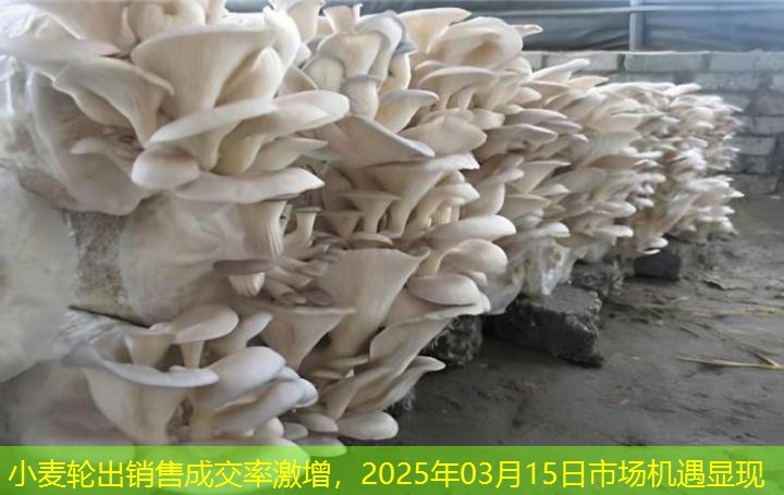 小麦轮出销售成交率激增，2025年03月15日市场机遇显现