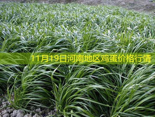 11月19日河南地区鸡蛋价格行情