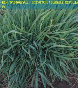 稻米市场持续承压，2025年03月18日拍卖行情未见起色