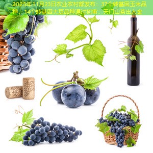 2025年11月23日农业农村部发布：37个转基因玉米品种、14个转基因大豆品种通过初审