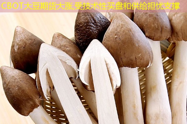 CBOT大豆期货大涨,受技术性买盘和供给担忧支撑