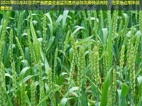 2025年03月22日农产品质量安全监测显示总体态势持续向好