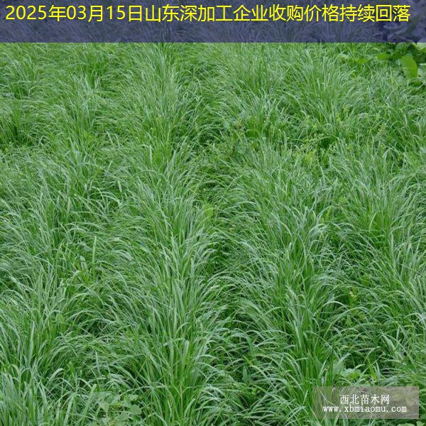 2025年03月15日山东深加工企业收购价格持续回落