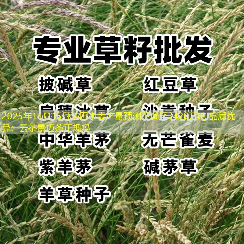 2025年11月15日法国小麦产量预测下调至3420万吨 品质优异