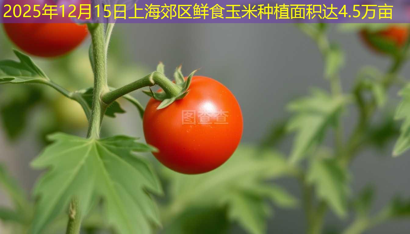 2025年12月15日上海郊区鲜食玉米种植面积达4.5万亩