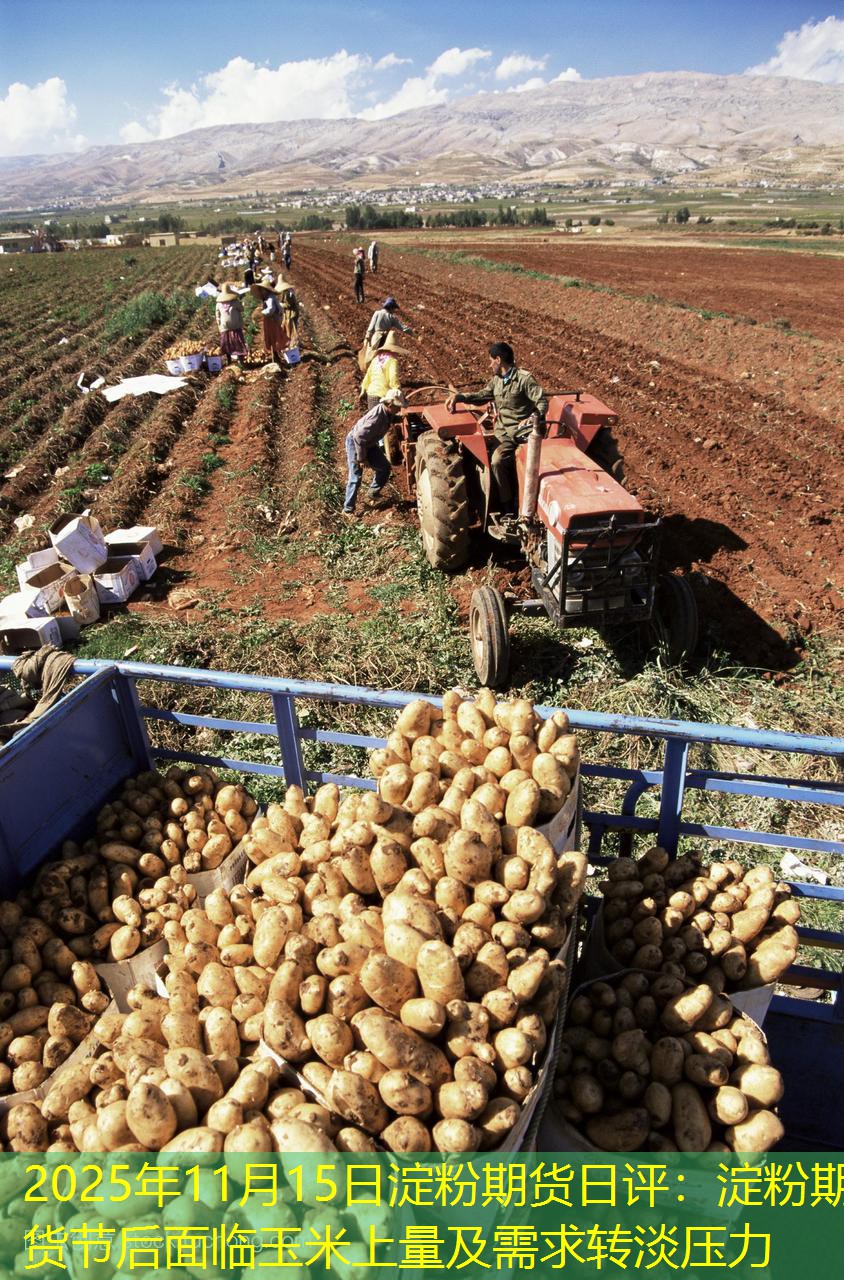 2025年11月15日淀粉期货日评：淀粉期货节后面临玉米上量及需求转淡压力