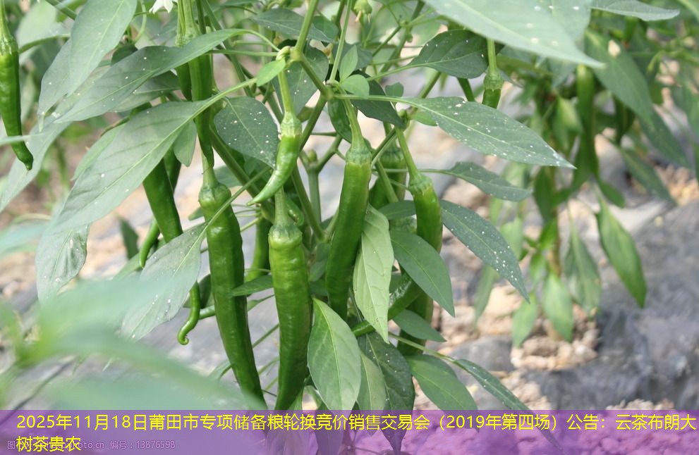 2025年11月18日莆田市专项储备粮轮换竞价销售交易会（2019年第四场）公告