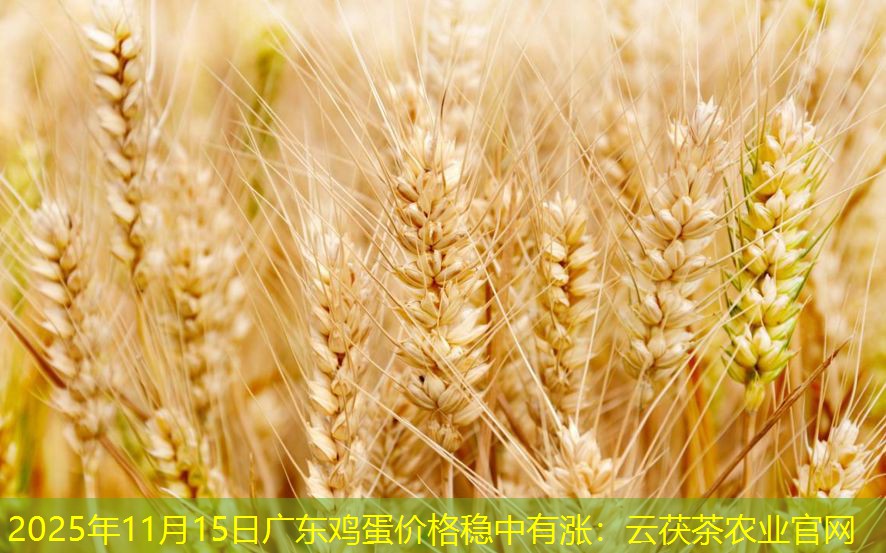 2025年11月15日广东鸡蛋价格稳中有涨