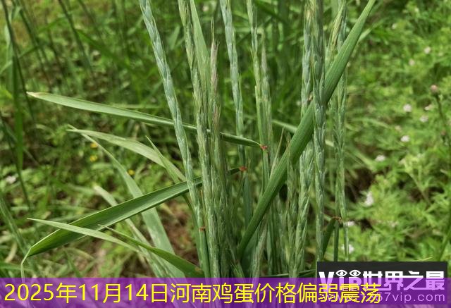 2025年11月14日河南鸡蛋价格偏弱震荡