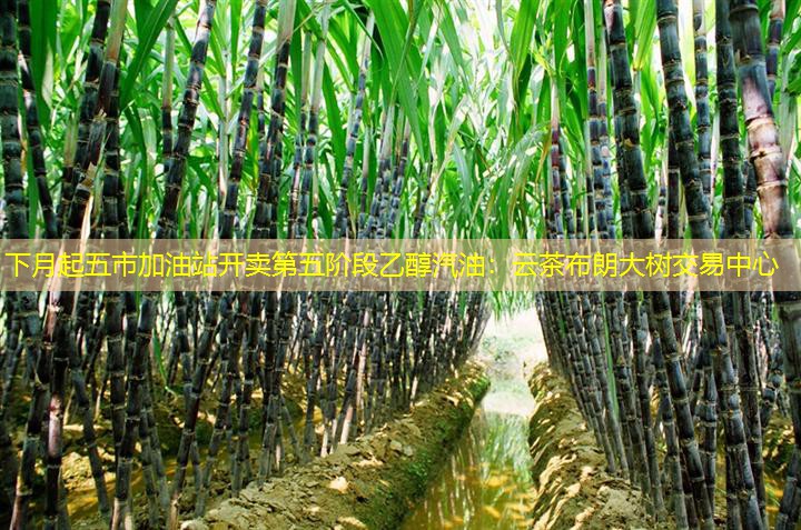 下月起五市加油站开卖第五阶段乙醇汽油