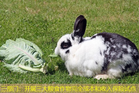 三部门：开展三大粮食作物完全成本和收入保险试点