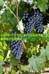 2025年11月15日CBOT玉米收平盘，盘中陷于区间波动