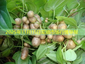 2025年11月15日菜油市场行情早报