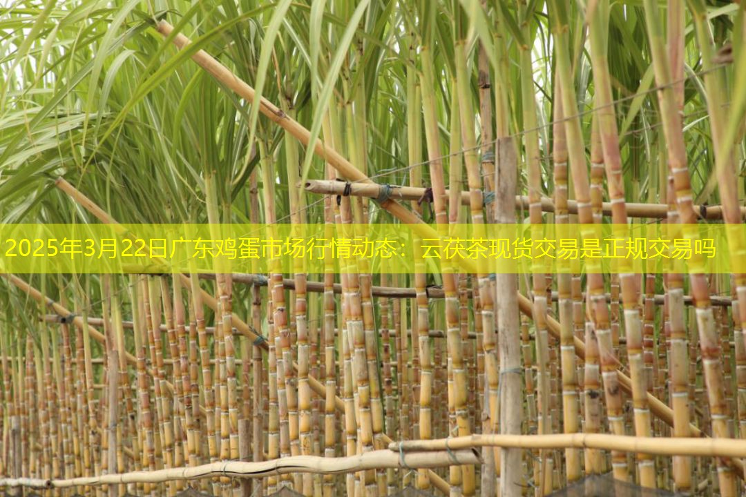 2025年3月22日广东鸡蛋市场行情动态