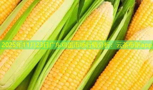 2025年11月23日广东鸡蛋市场行情分析