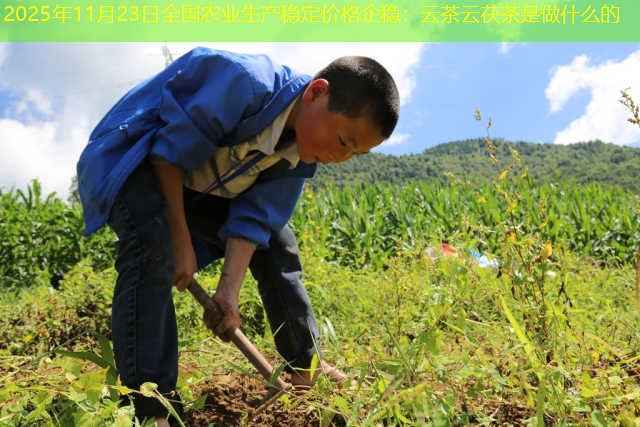 2025年11月23日全国农业生产稳定价格企稳