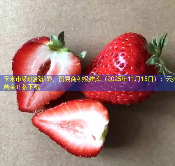 玉米市场底部渐显，贸易商积极建库（2025年11月15日）