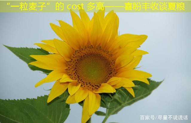 “一粒麦子”的 cost 多高——喜盼丰收谈夏粮