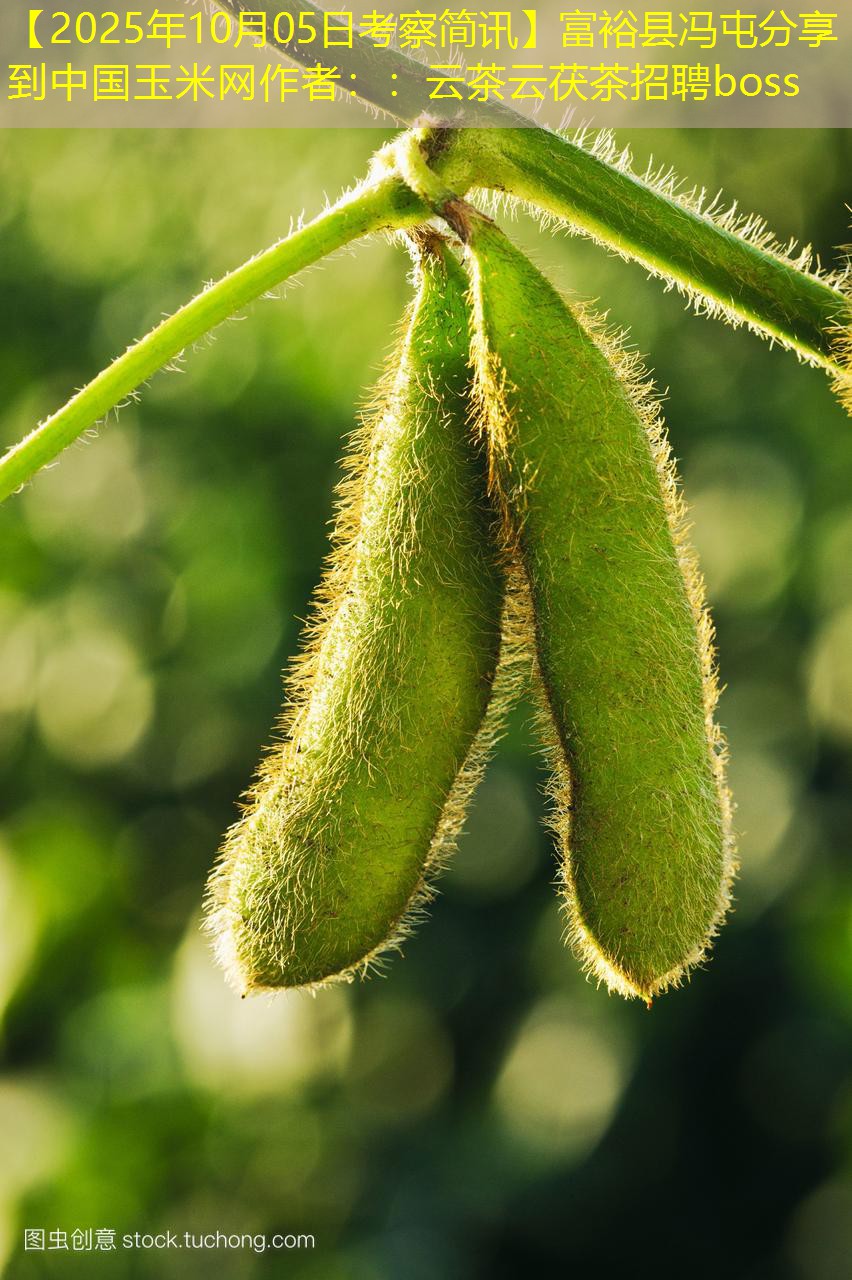 【2025年10月05日考察简讯】富裕县冯屯分享到中国玉米网作者：