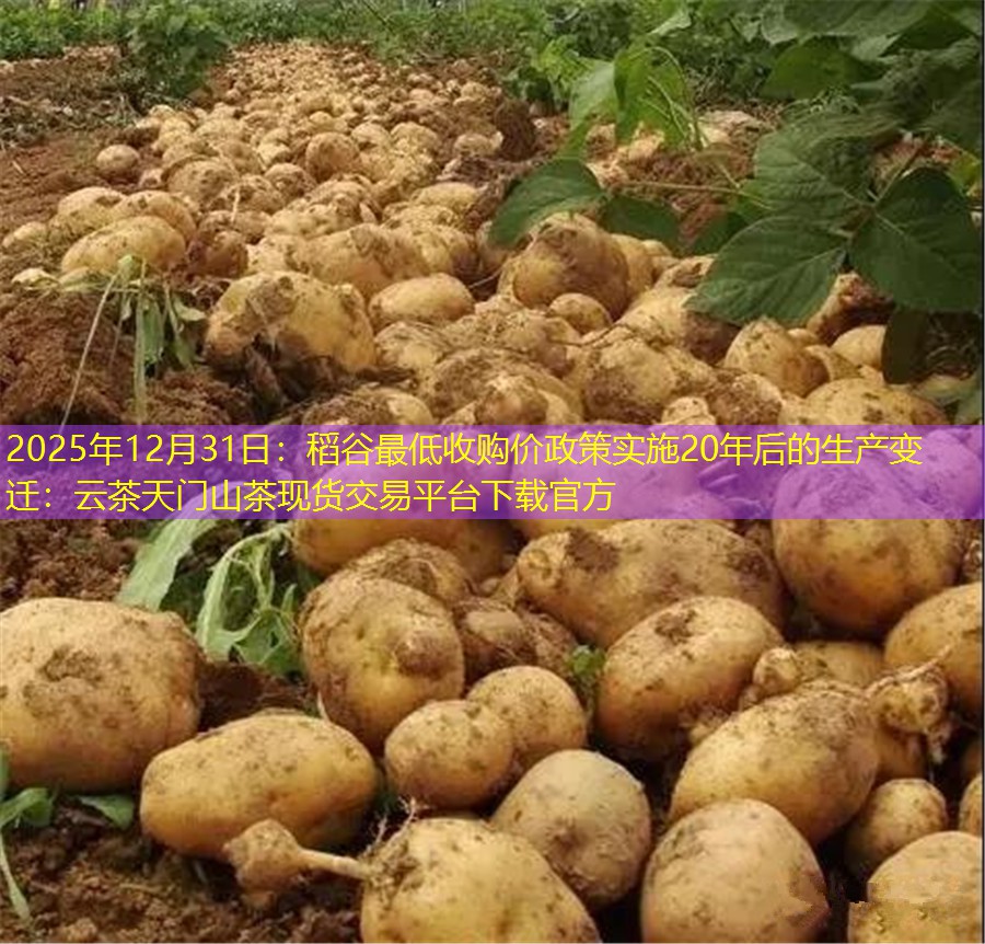 2025年12月31日：稻谷最低收购价政策实施20年后的生产变迁