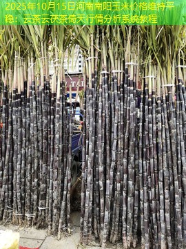 2025年10月15日河南南阳玉米价格维持平稳