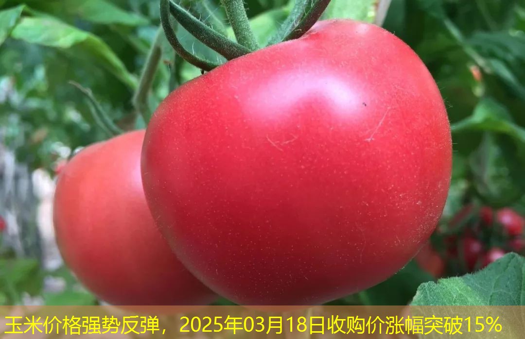 玉米价格强势反弹，2025年03月18日收购价涨幅突破15%