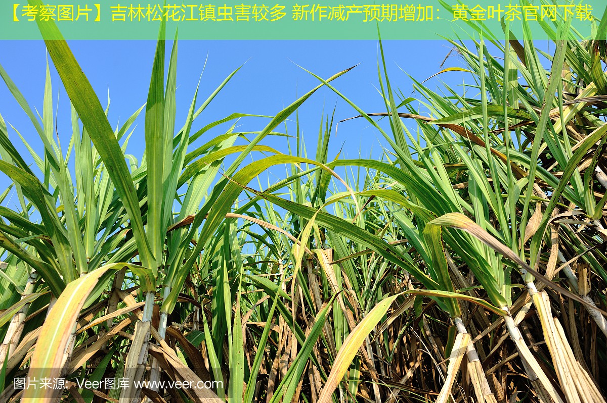 【考察图片】吉林松花江镇虫害较多 新作减产预期增加