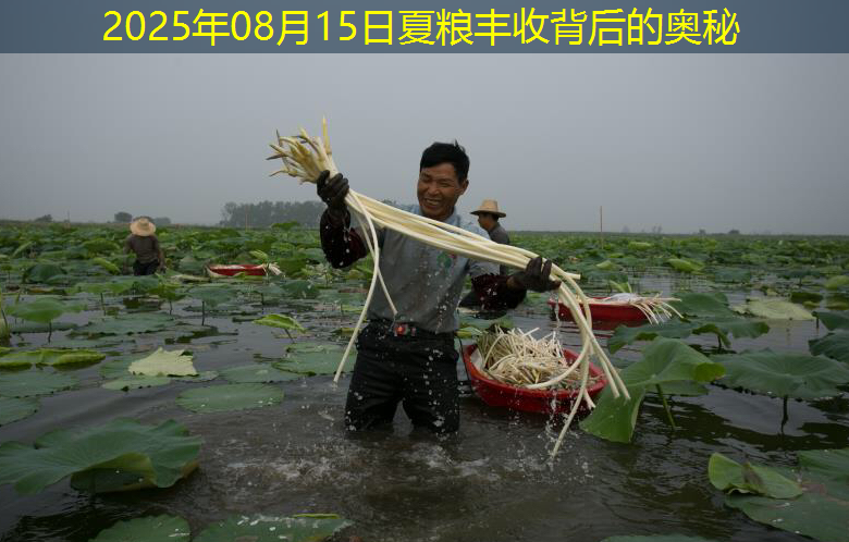 2025年08月15日夏粮丰收背后的奥秘