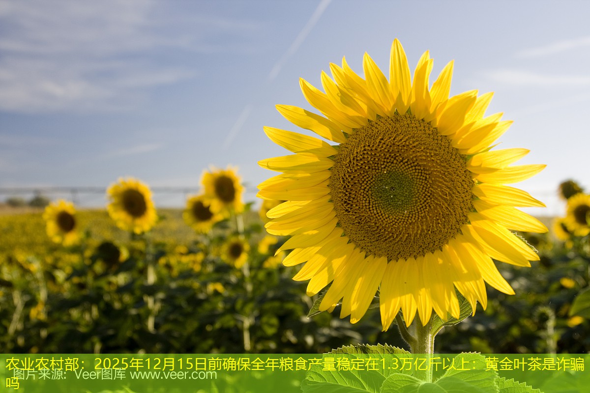 农业农村部：2025年12月15日前确保全年粮食产量稳定在1.3万亿斤以上